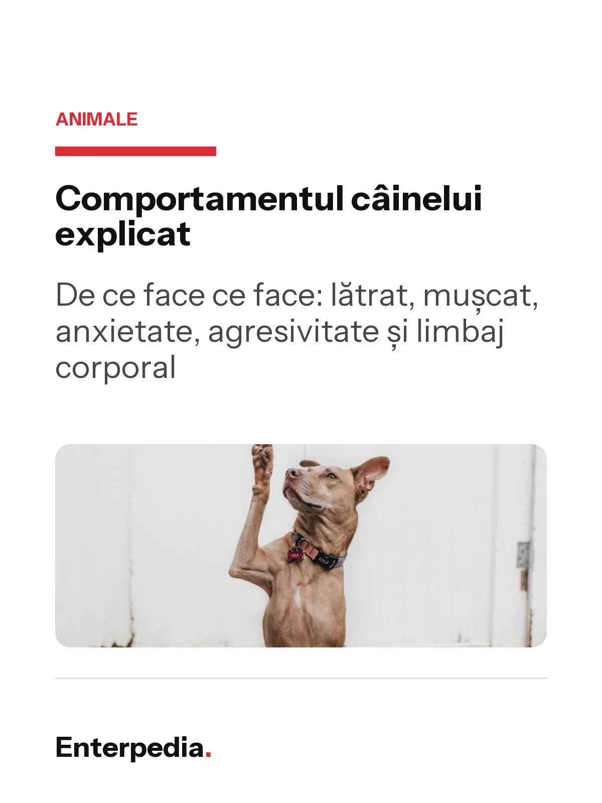 Comportamentul câinelui explicat