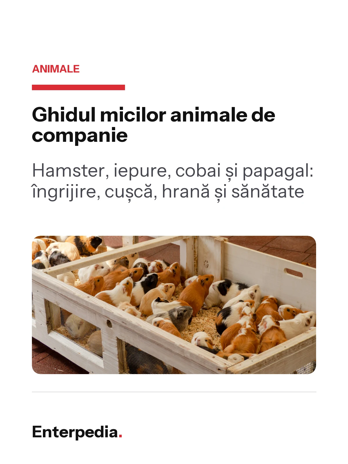 Ghidul micilor animale de companie