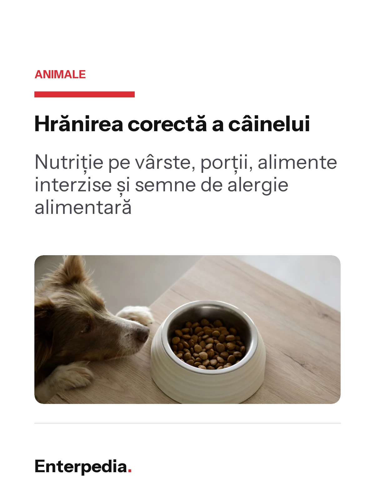 Hrănirea corectă a câinelui