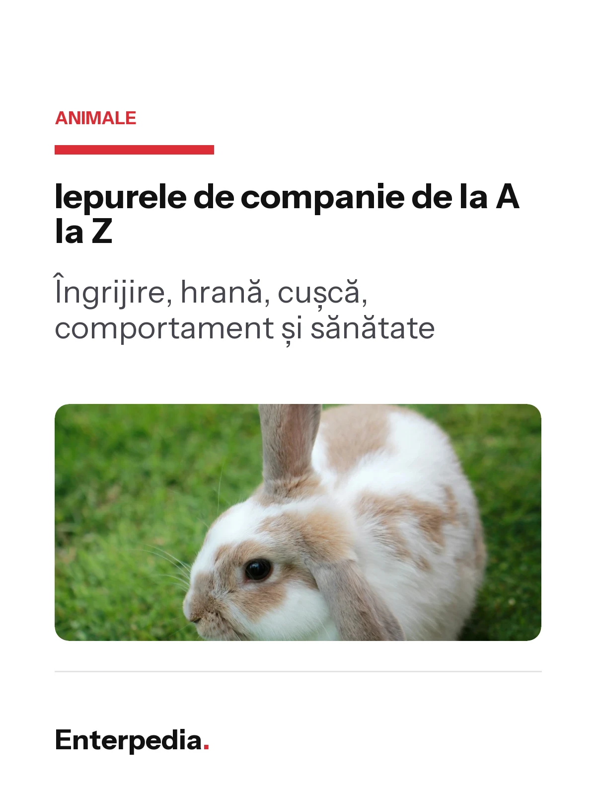 Iepurele de companie de la A la Z