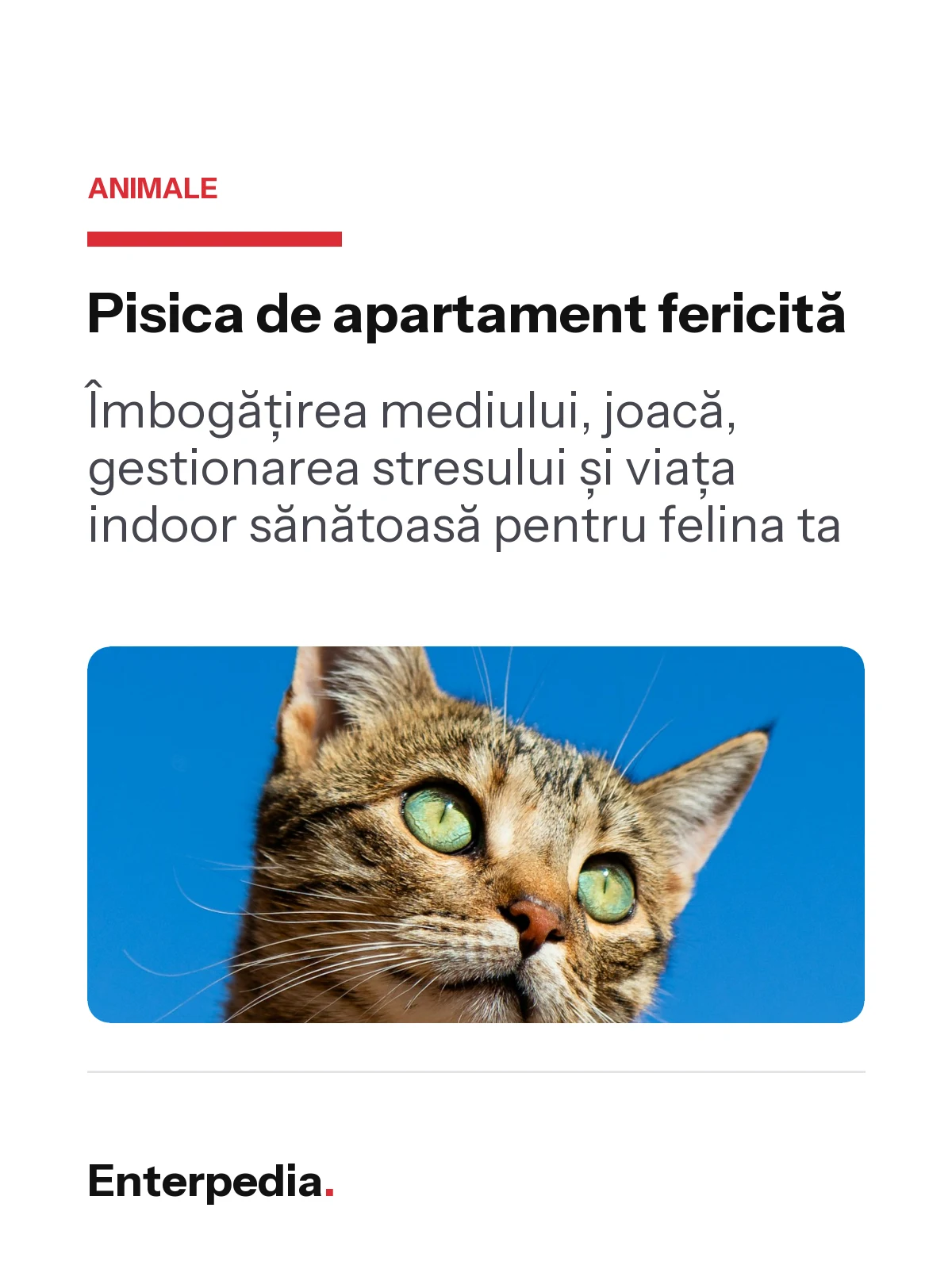 Pisica de apartament fericită