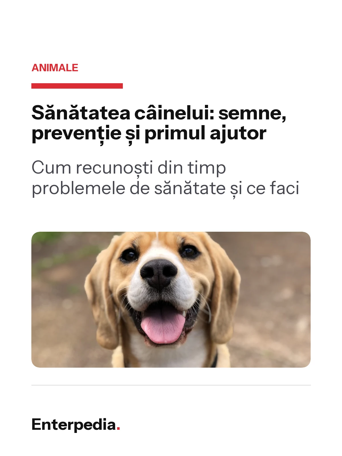 copertă Sănătatea câinelui: semne, prevenție și primul ajutor