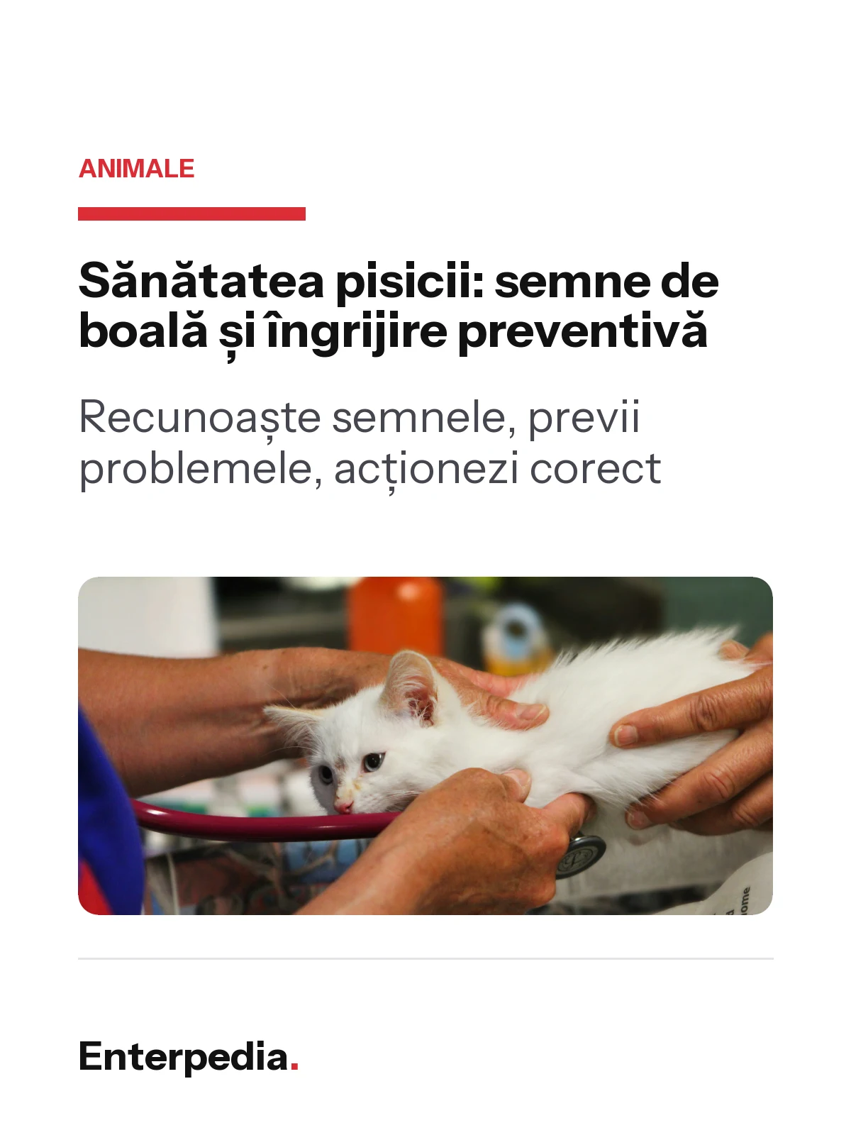 copertă Sănătatea pisicii: semne de boală și îngrijire preventivă