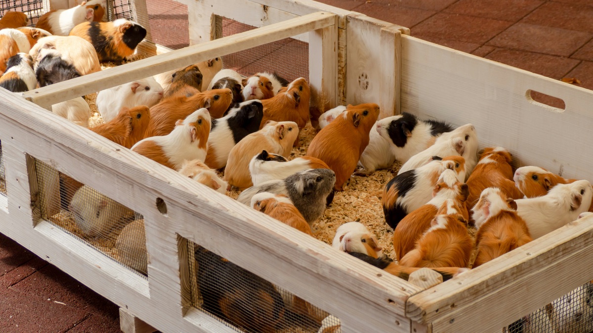 Ghidul micilor animale de companie